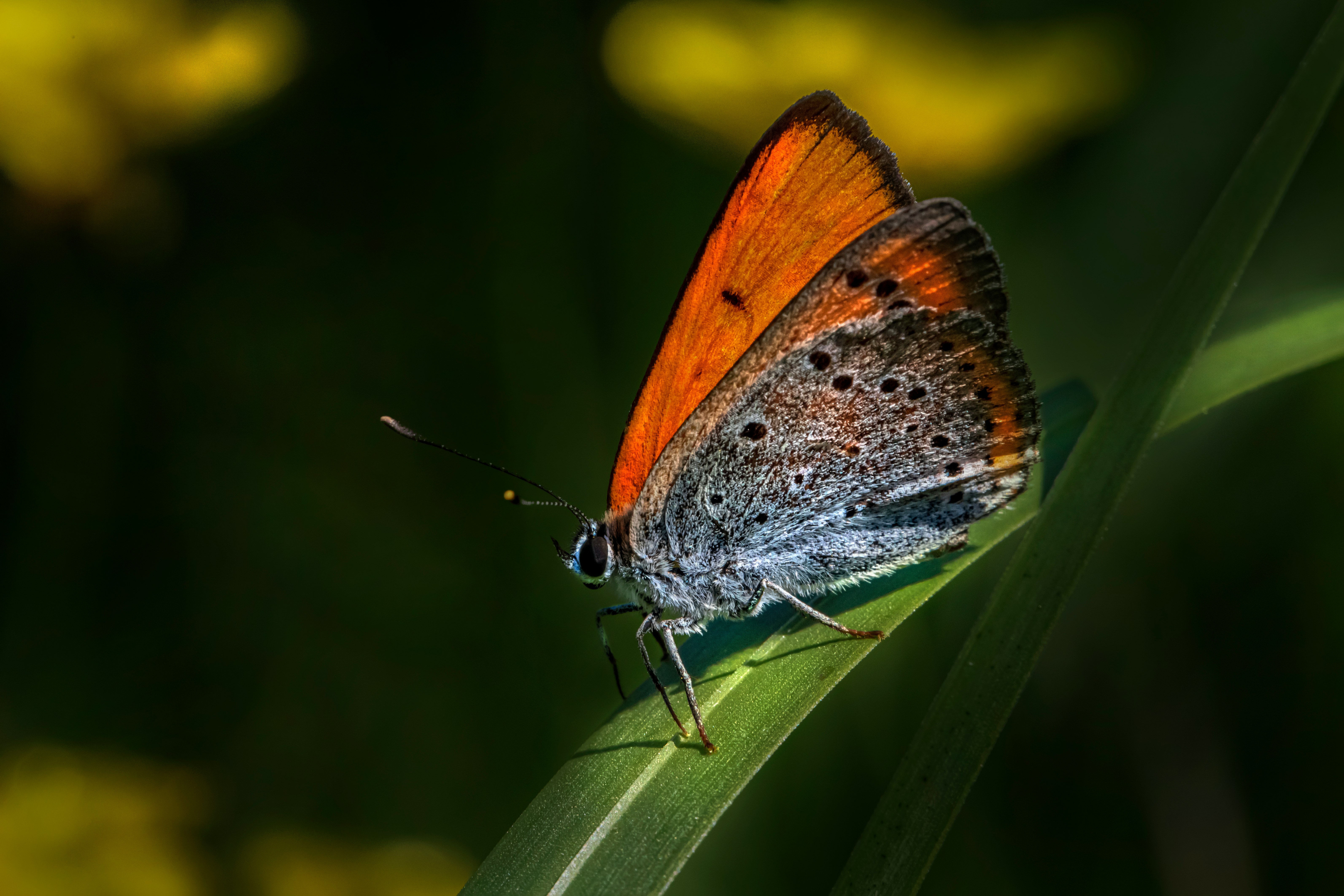 brown and white butterfly perched on green leaf in close up photography during daytime